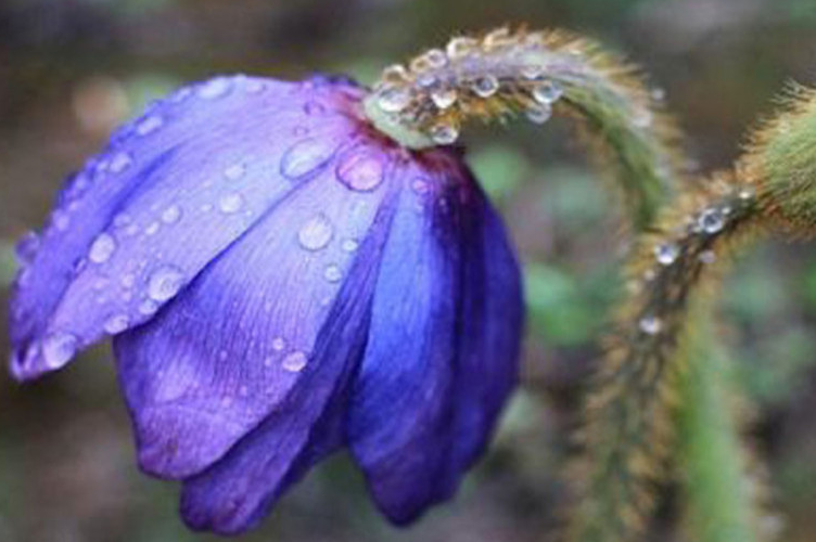 Blue poppy